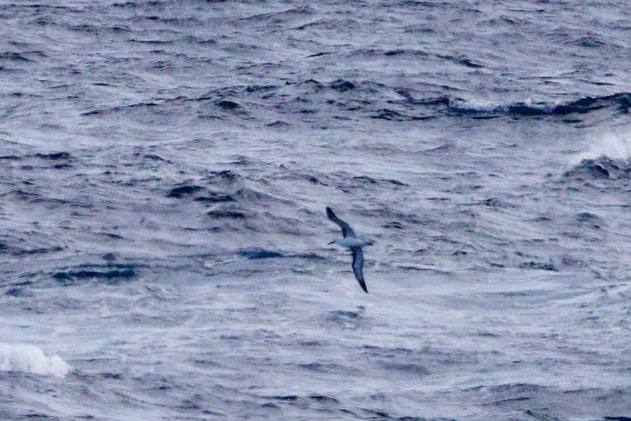 Indian Yellow-nosed Albatross - ML646729148