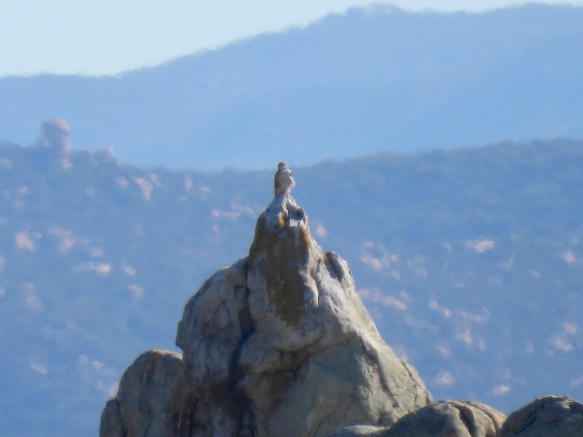 Halcón Mexicano - ML646729149