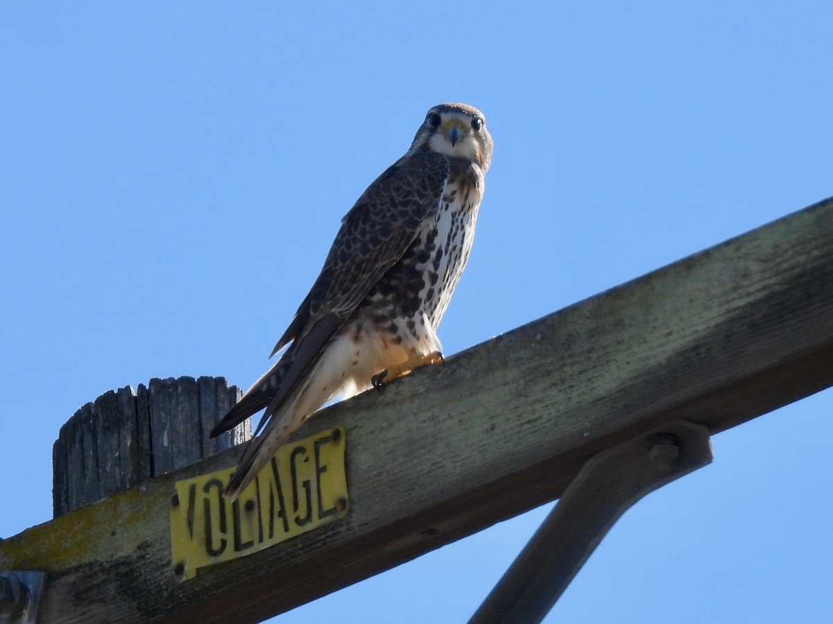 Halcón Mexicano - ML646729150