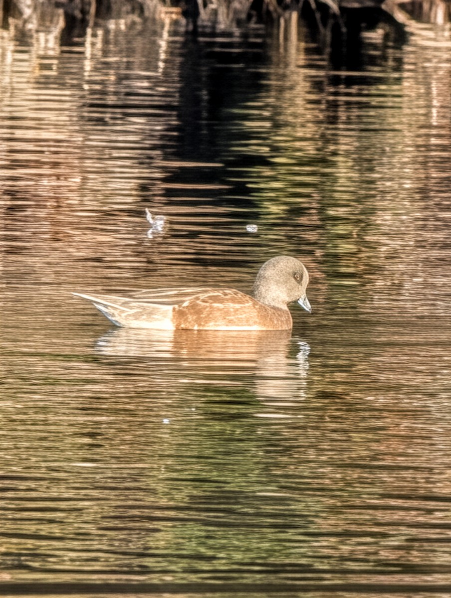 American Wigeon - ML646729151