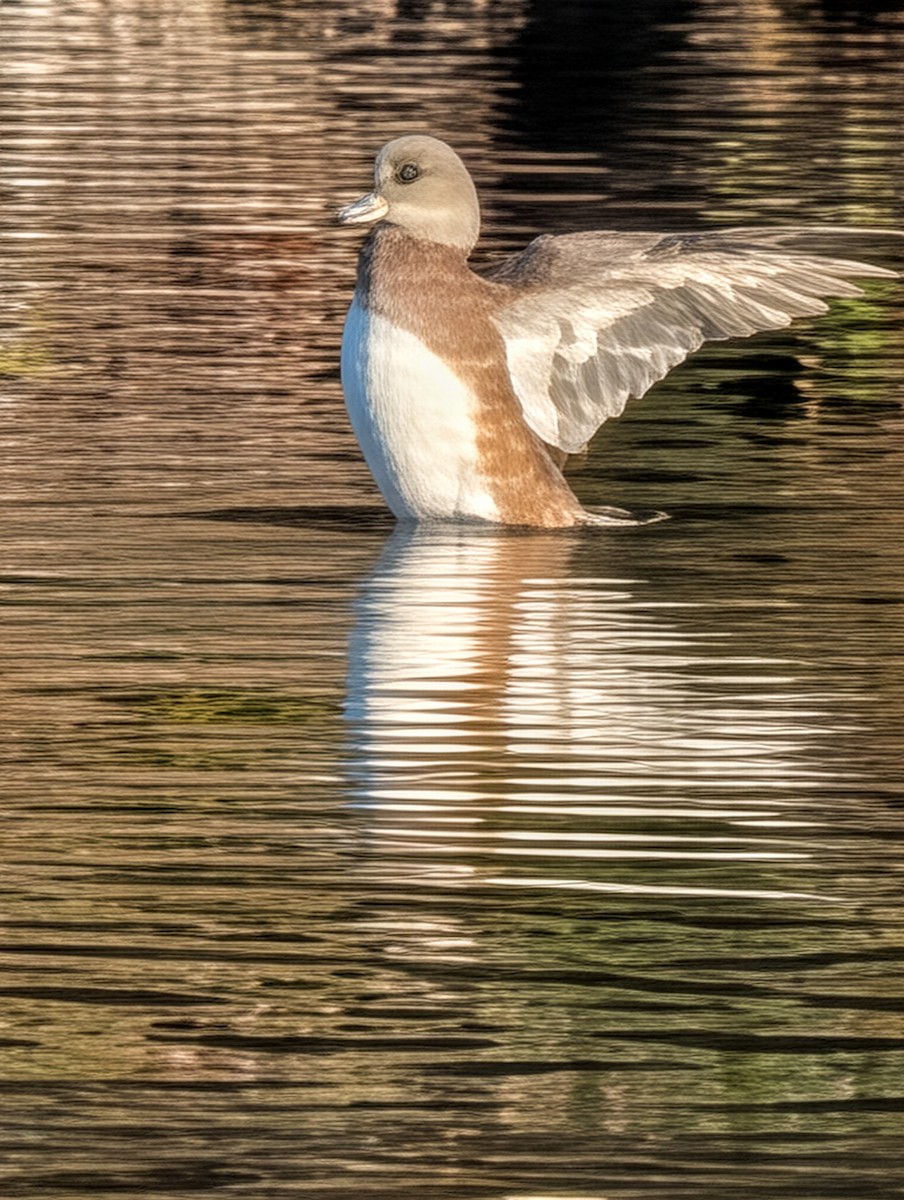 American Wigeon - ML646729152