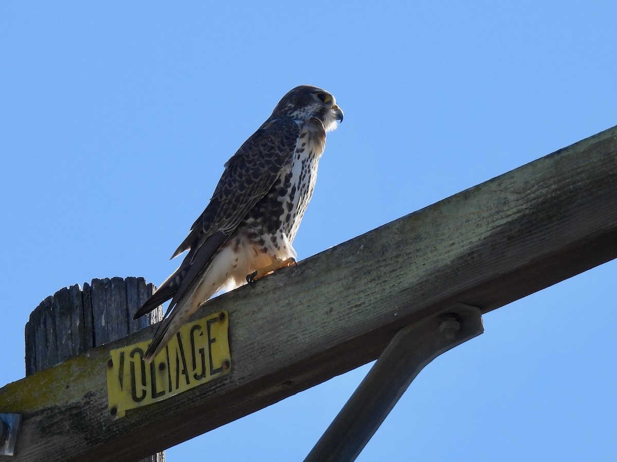 Halcón Mexicano - ML646729153