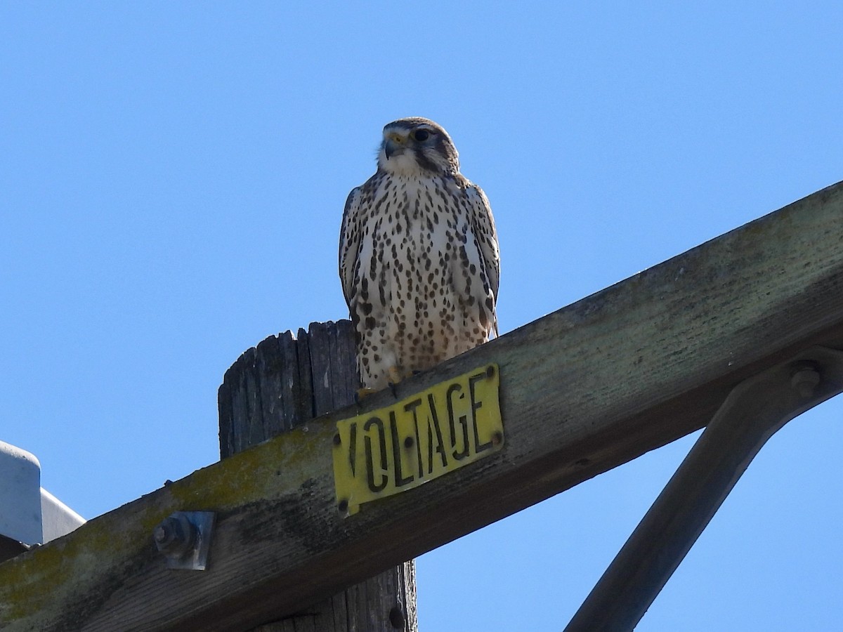 Halcón Mexicano - ML646729154