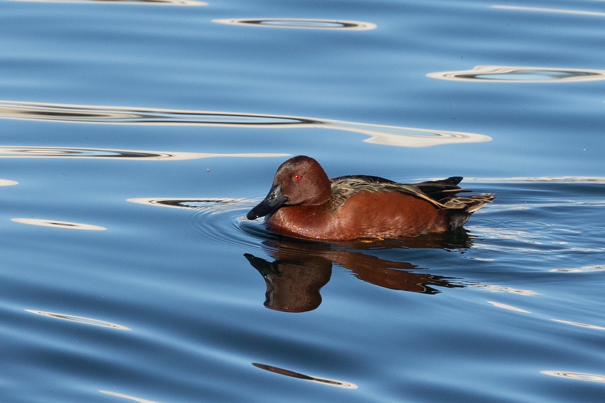 Sarcelle cannelle - ML646729158