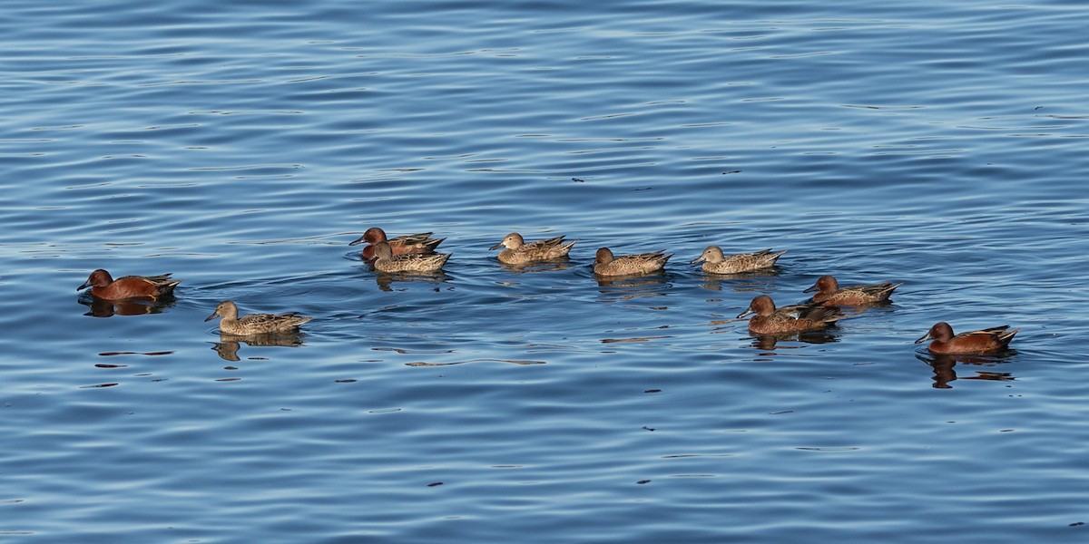 Sarcelle cannelle - ML646729159