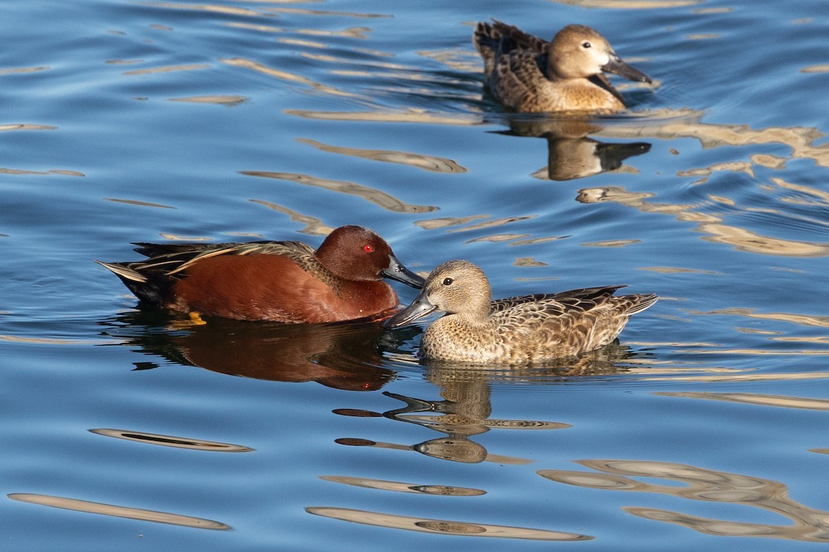 Sarcelle cannelle - ML646729160