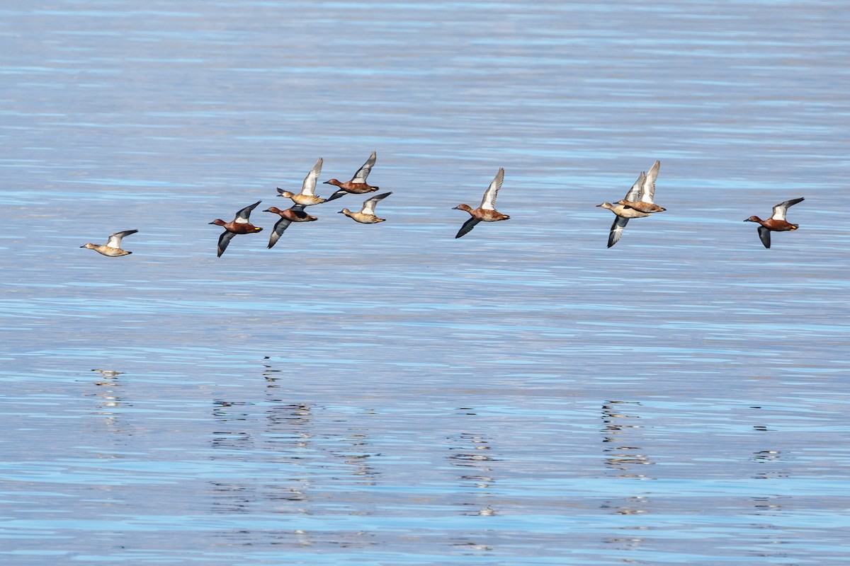 Sarcelle cannelle - ML646729161