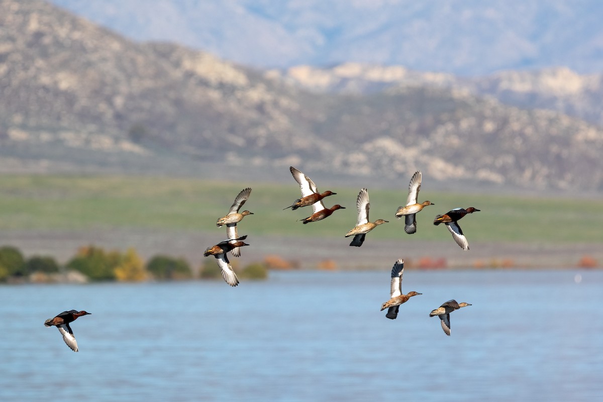 Sarcelle cannelle - ML646729163