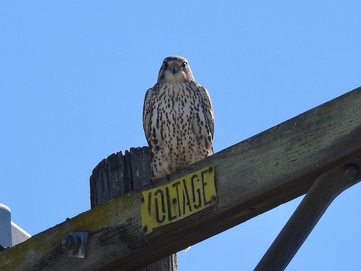 Halcón Mexicano - ML646729164