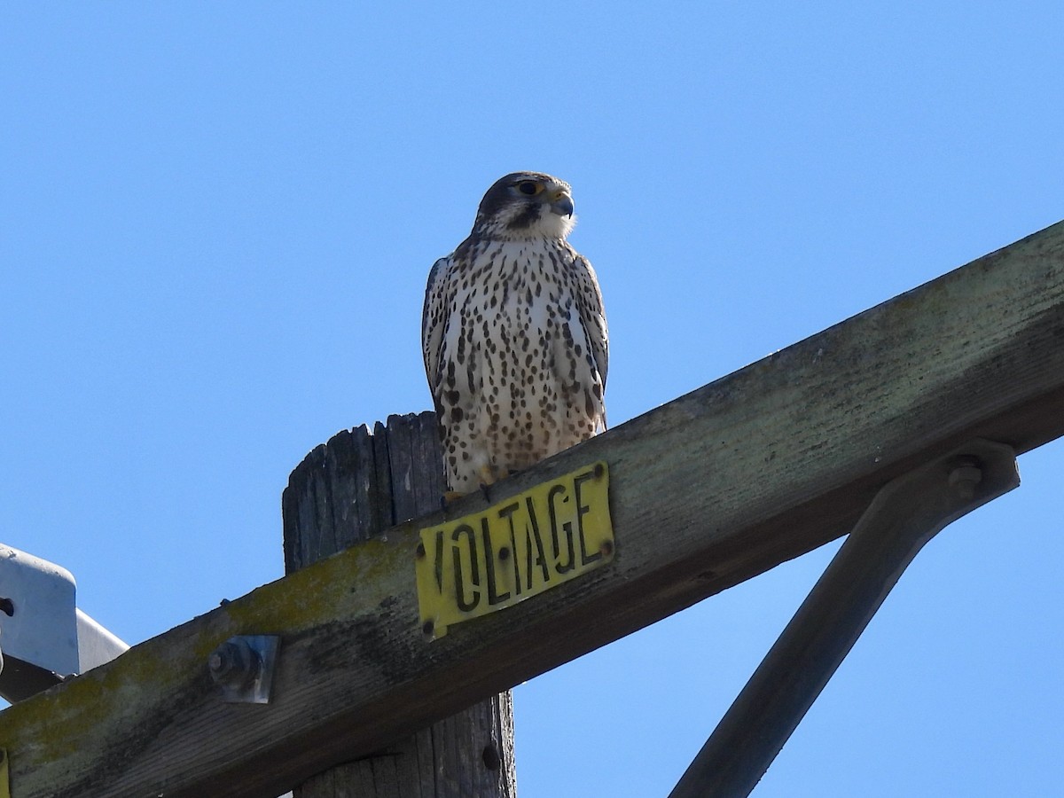 Halcón Mexicano - ML646729165