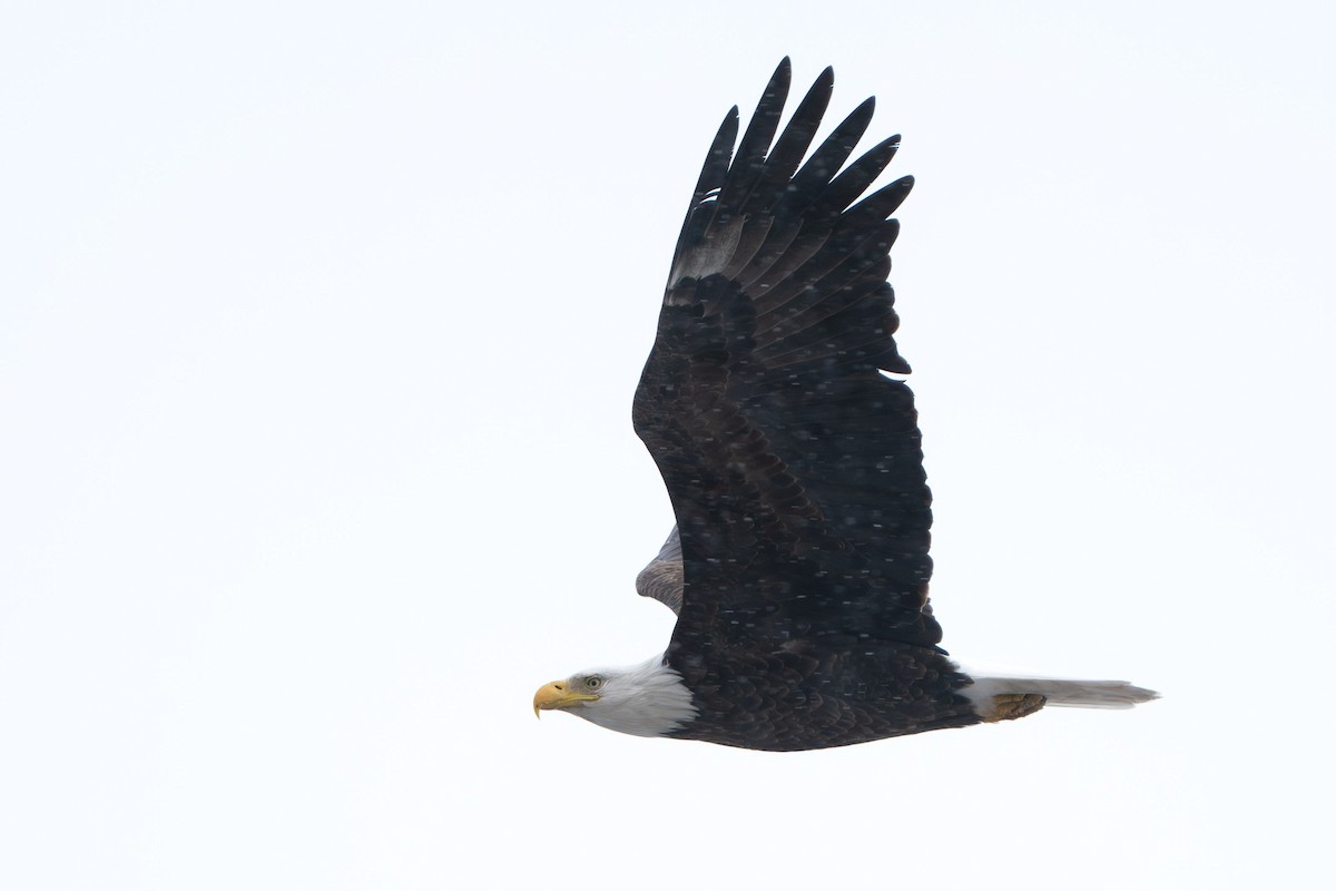 Weißkopf-Seeadler - ML646729166