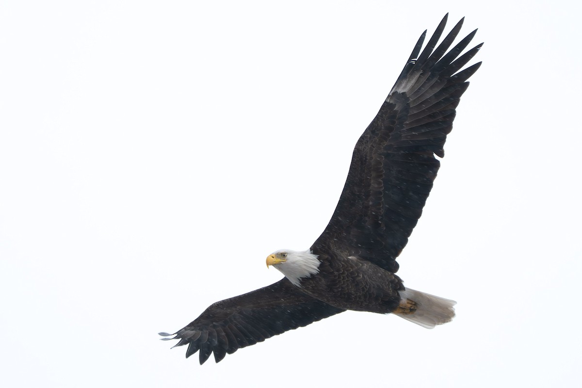 Weißkopf-Seeadler - ML646729167