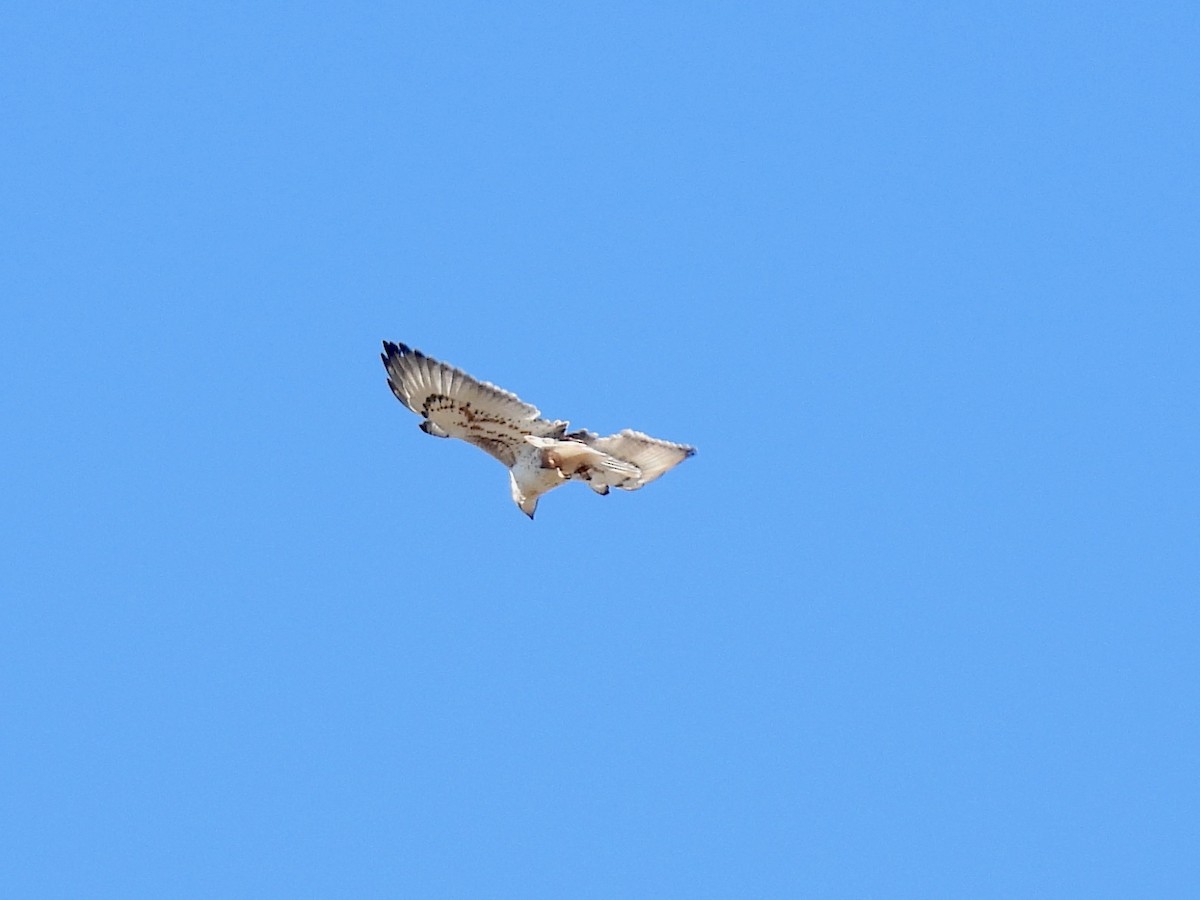 Busardo Herrumbroso - ML646729169