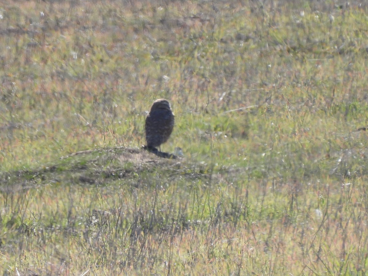 Mochuelo de Madriguera - ML646729170