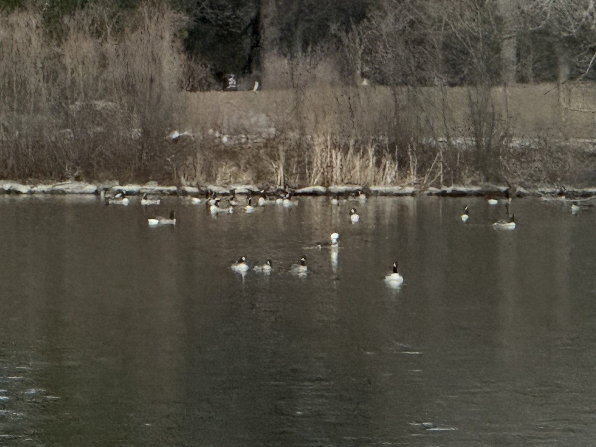 Snow/Ross's x Cackling/Canada Goose (hybrid) - ML646729173