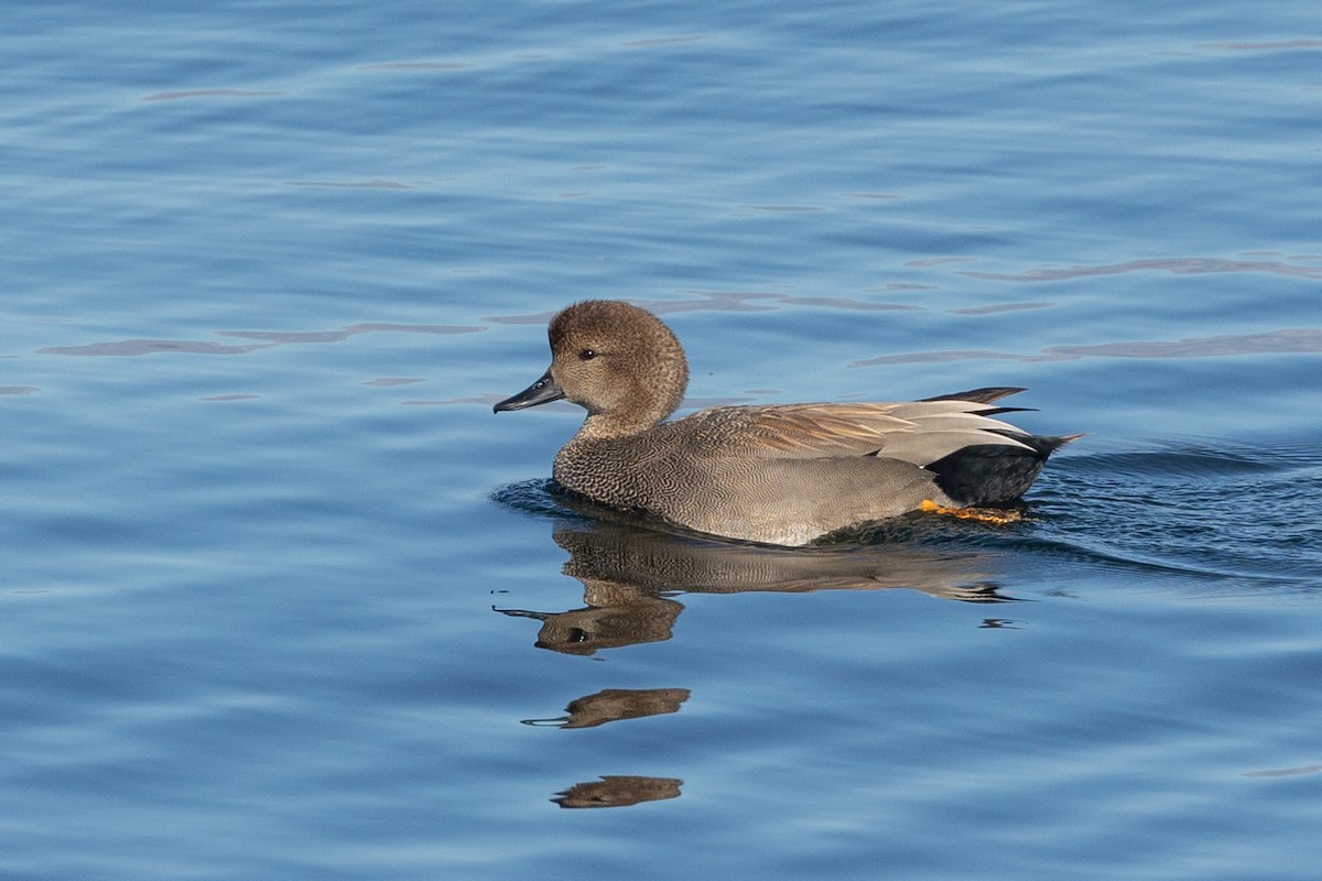 Canard chipeau - ML646729176