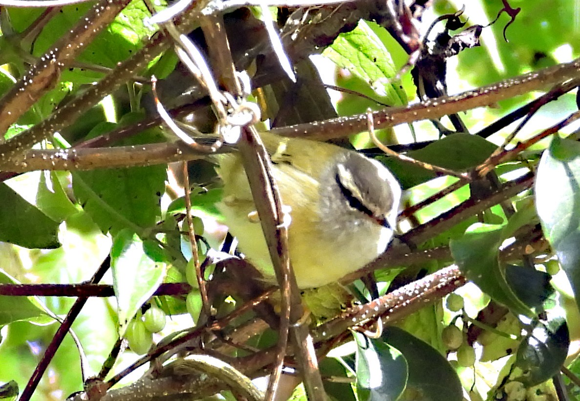 Gri Boğazlı Çıvgın - ML646729177