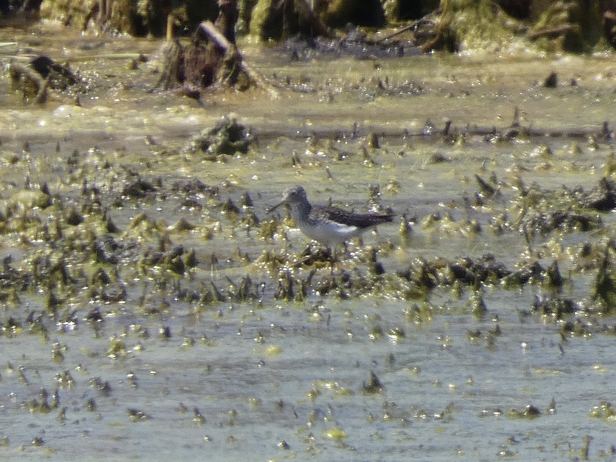 Solitary Sandpiper - ML646729179