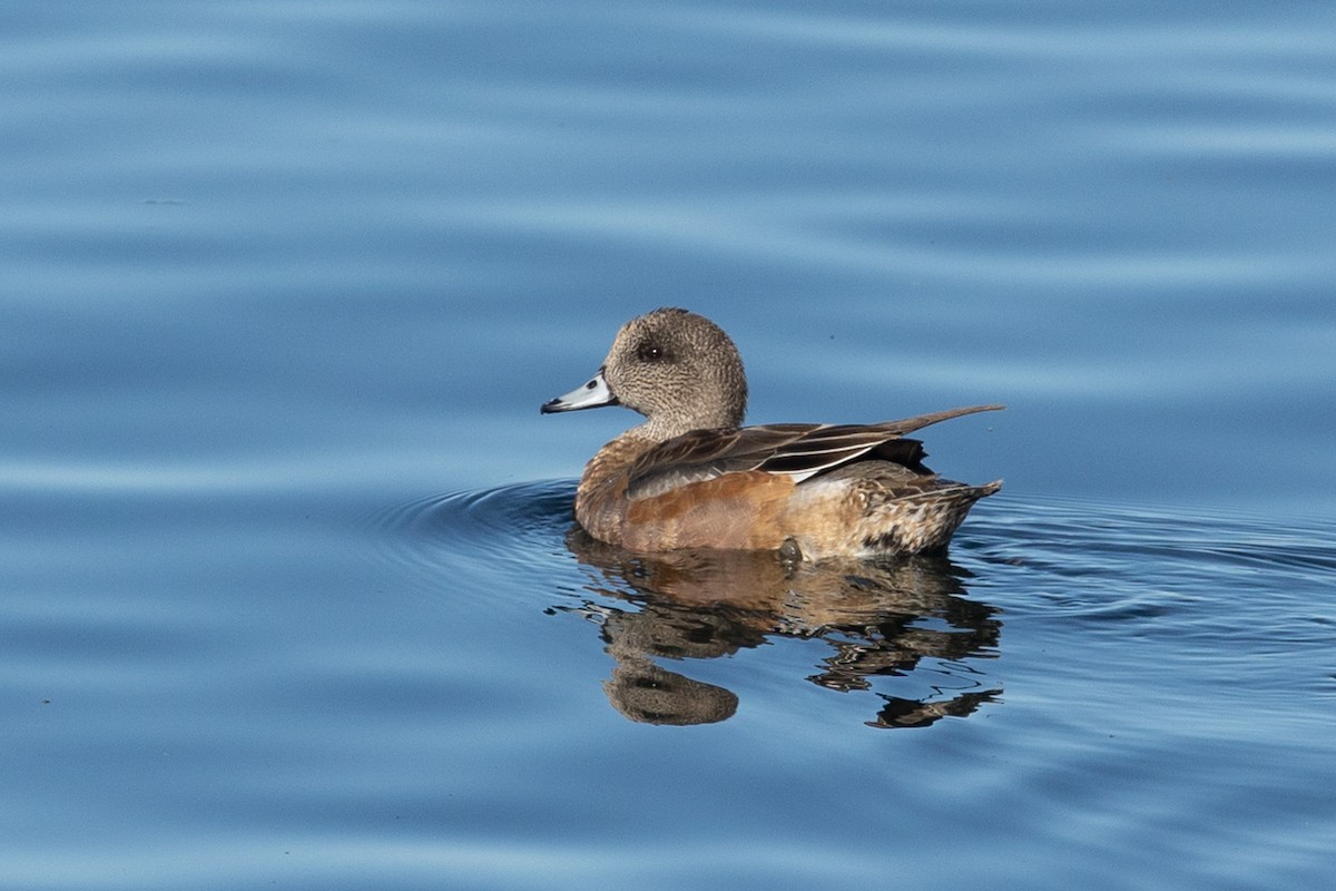 Canard d'Amérique - ML646729186