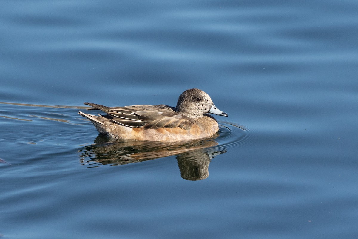 Canard d'Amérique - ML646729187