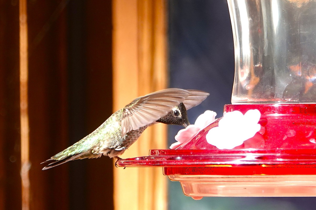 Annakolibri - ML646729189