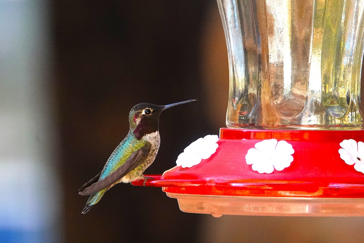 Annakolibri - ML646729190