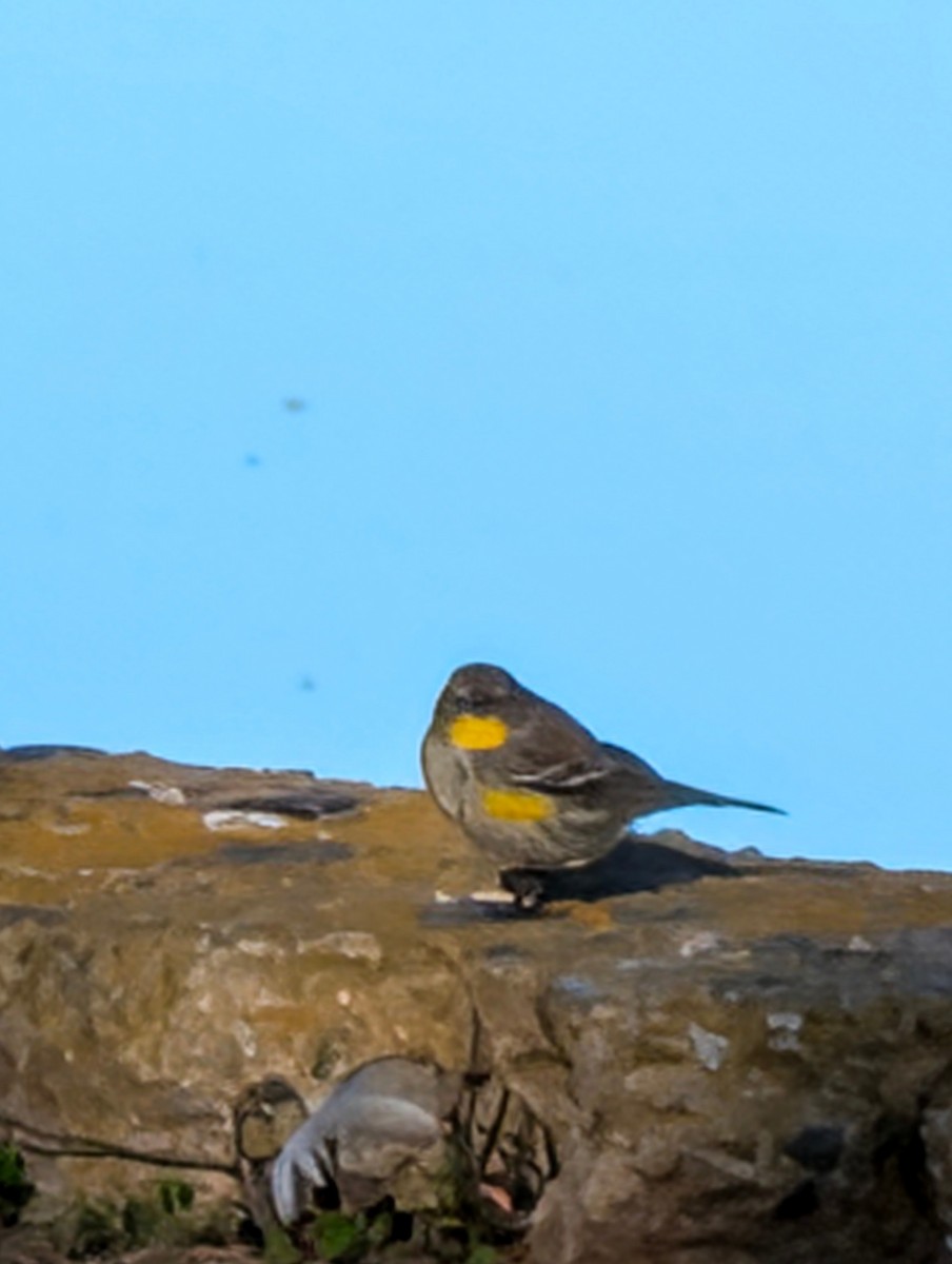 Yellow-rumped Warbler - ML646729192