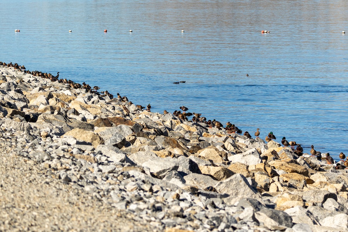 Canard colvert - ML646729196