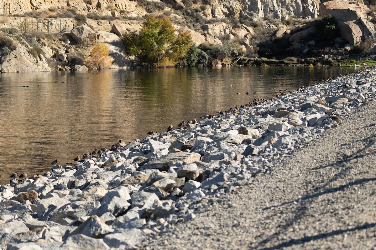 Canard colvert - ML646729197