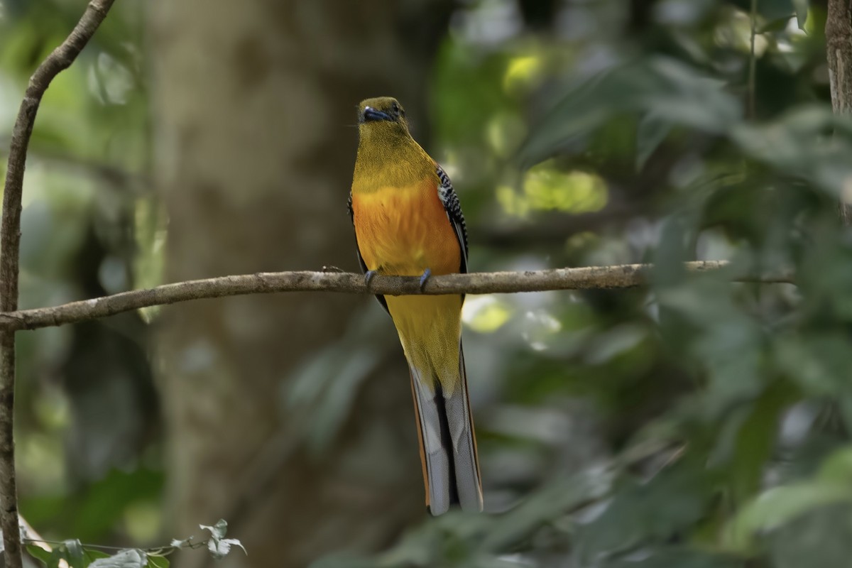 ヤマキヌバネドリ - ML646729198