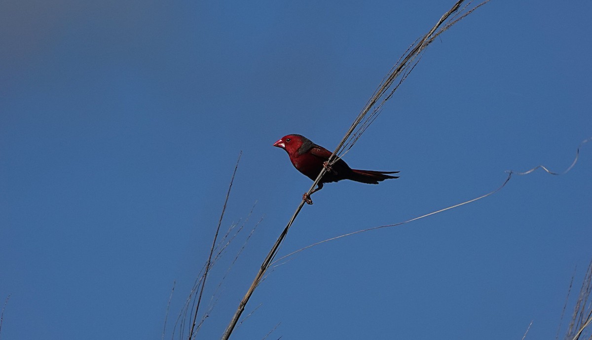 Yakut Belikınalısı - ML646729202