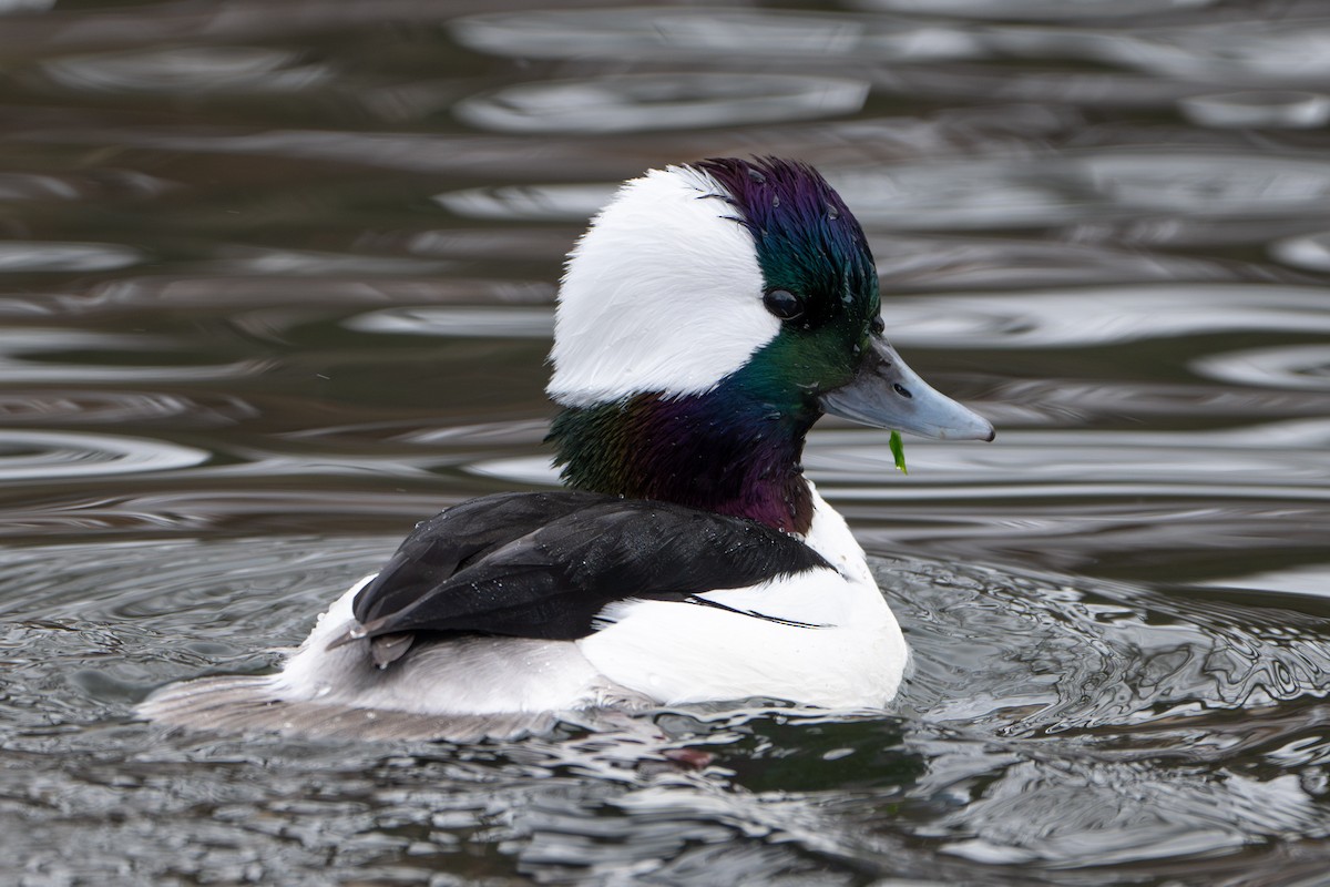 Büffelkopfente - ML646729203