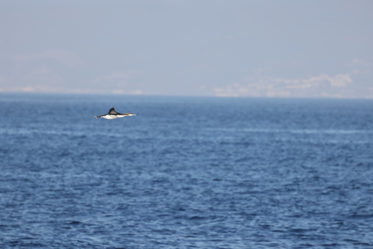 Белошейная гагара - ML646729204