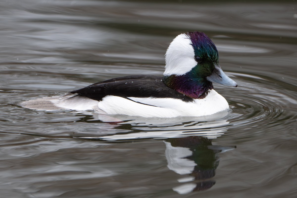 Büffelkopfente - ML646729205