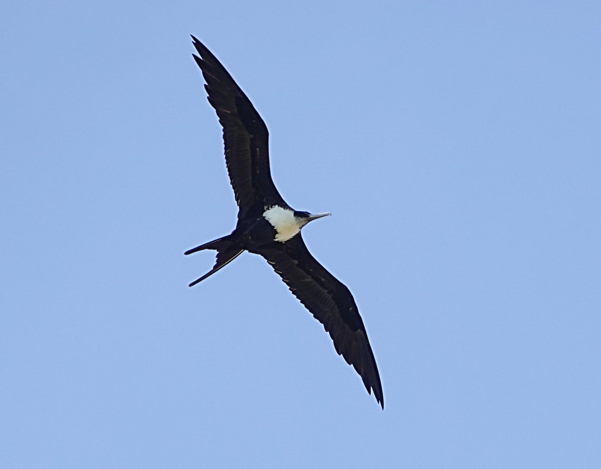 Great Frigatebird - ML646729207