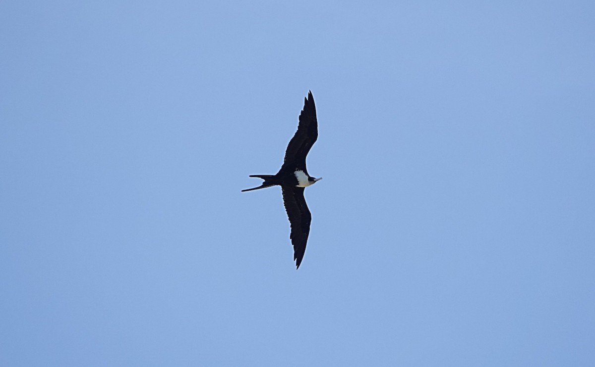 Great Frigatebird - ML646729208