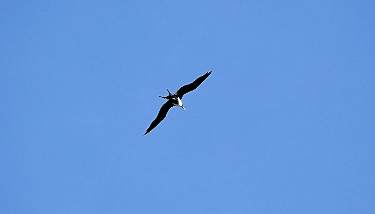 Great Frigatebird - ML646729209