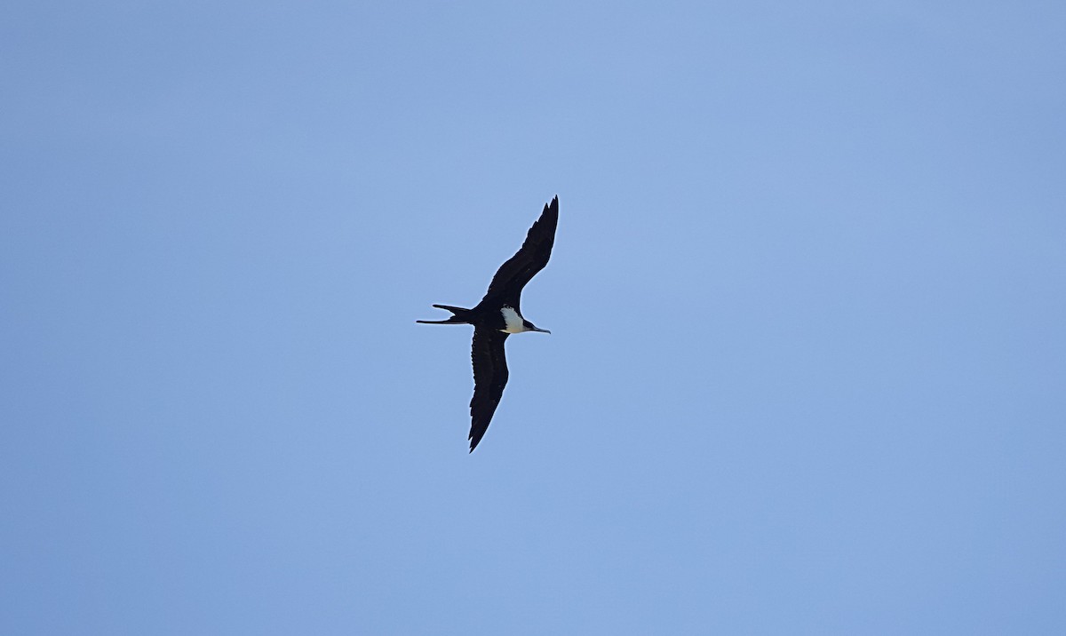 Great Frigatebird - ML646729210
