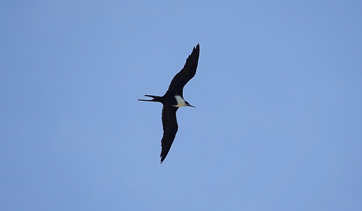 Great Frigatebird - ML646729211