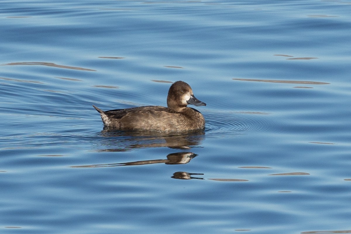 Petit Fuligule - ML646729213