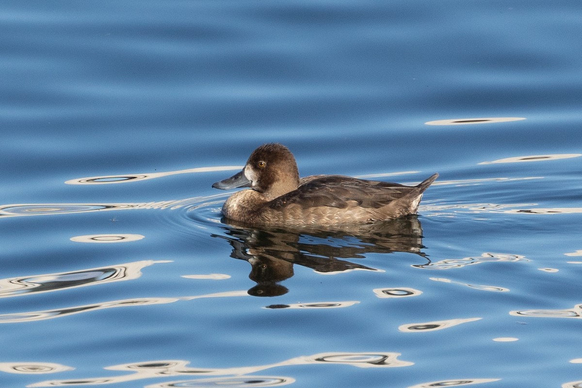 Petit Fuligule - ML646729215