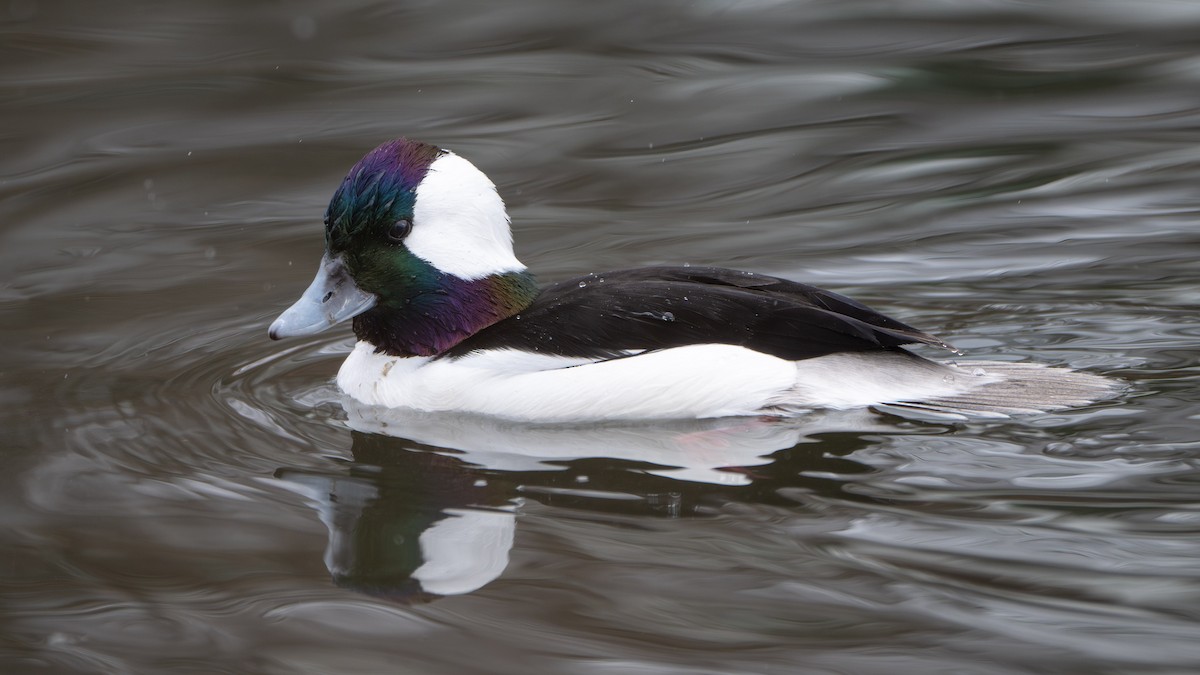 Büffelkopfente - ML646729216