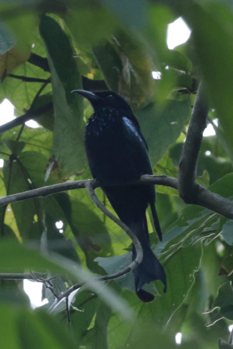 Hair-crested Drongo - ML646729251
