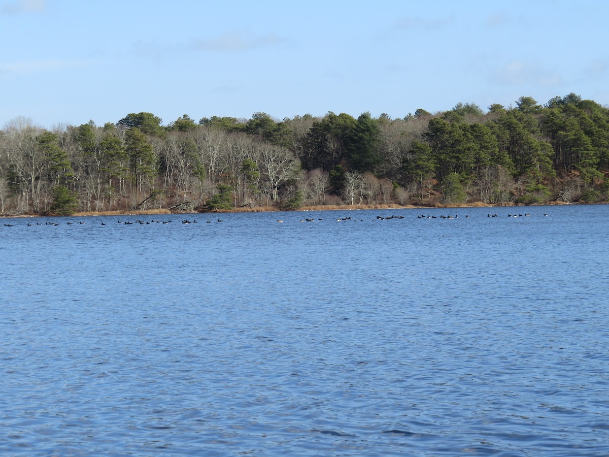 Canada Goose - ML646729255