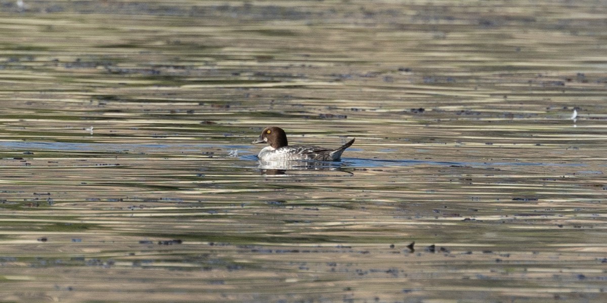 Garrot à oeil d'or - ML646729261