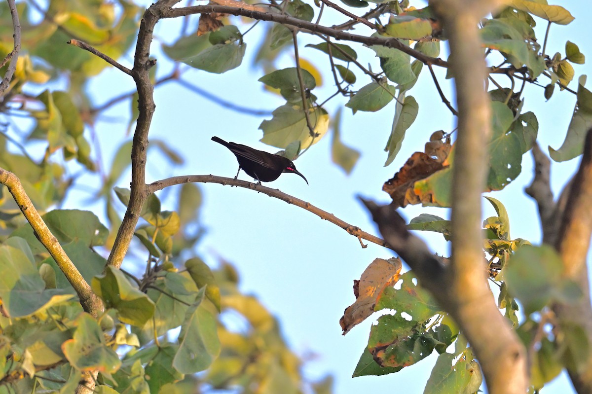 Amethyst Sunbird - ML646729262