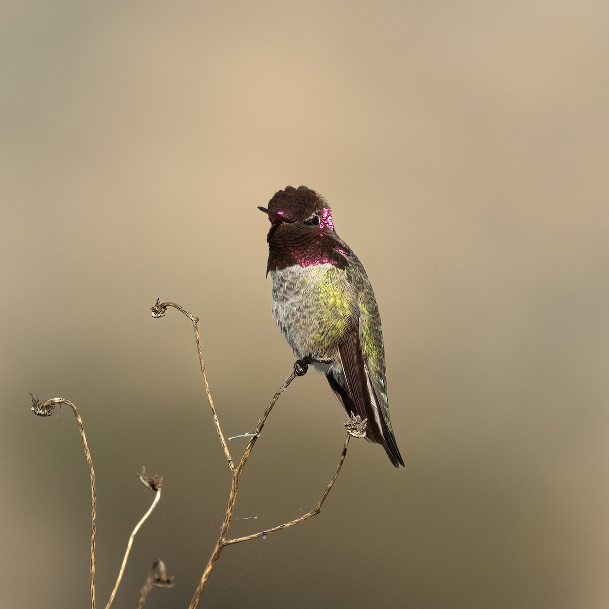 Colibri d'Anna - ML646729263