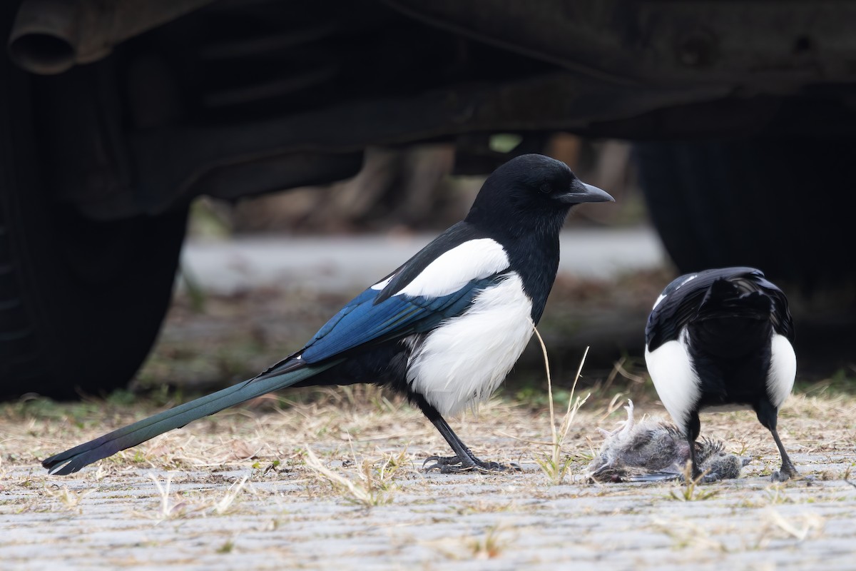 straka čínská - ML646729273