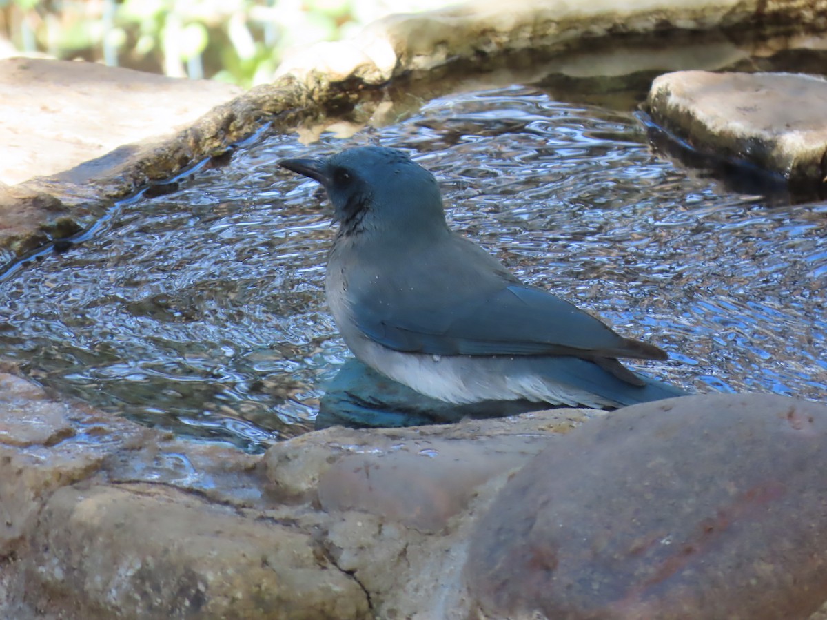 Mexican Jay (Arizona) - ML646729276