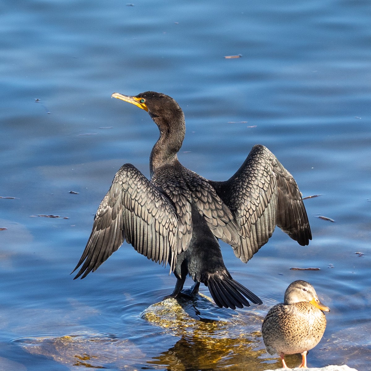 Cormoran à aigrettes - ML646729278